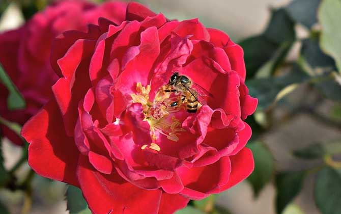 蜜蜂是昆蟲嗎？