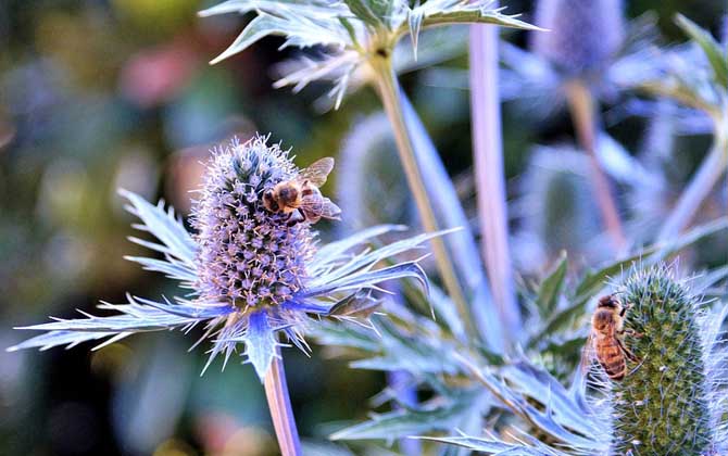 蜜蜂一年四季都產蜜嗎？