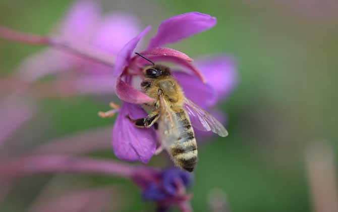 被蜜蜂蟄多久過危險期？