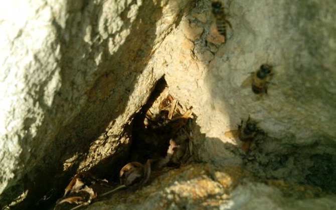 野生蜜蜂什么時(shí)候分蜂？