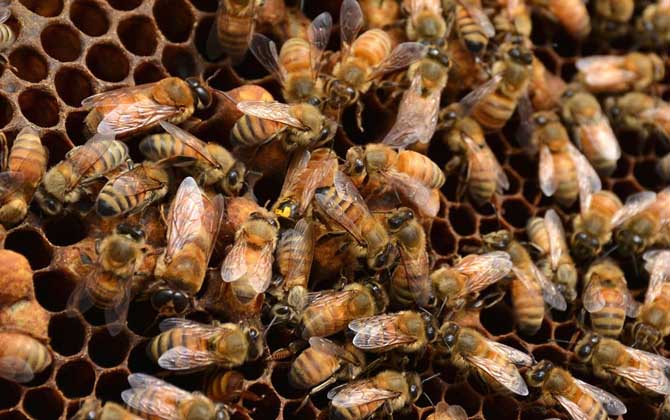 蜂王死了蜂群會(huì)跑嗎？