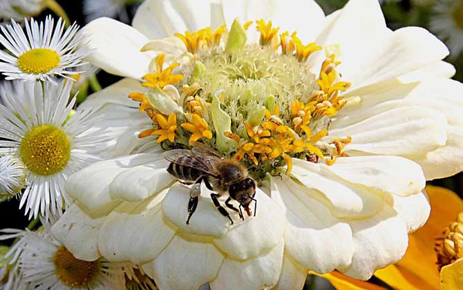 蜜蜂毒刺鉆進肉里會消失嗎？