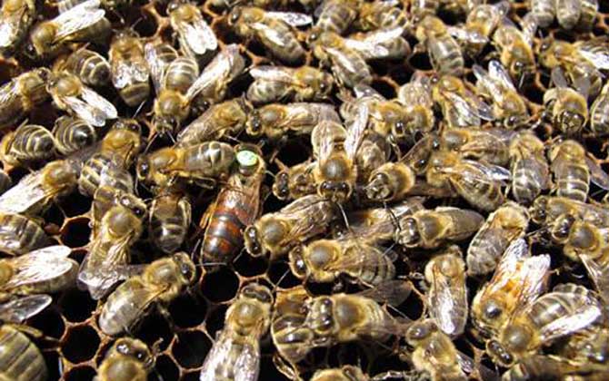 東北黑蜂可以定點養嗎？