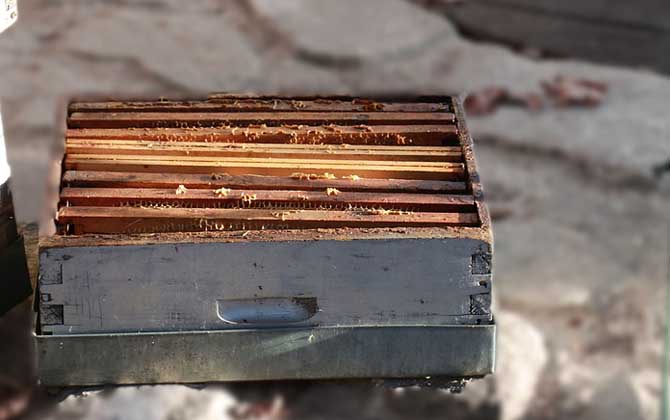 一個人能養多少箱蜜蜂？