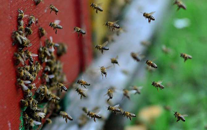 蜜蜂養(yǎng)殖的基本知識(shí)