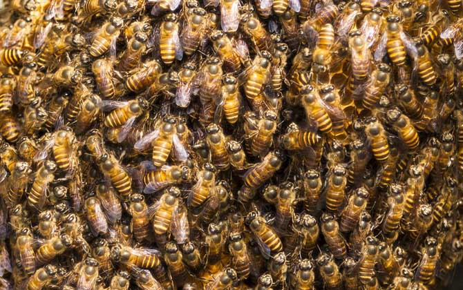 養(yǎng)蜜蜂蜂王不走的技術(shù)