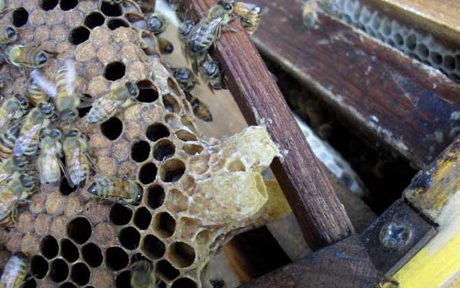 蜜蜂王臺(tái)封蓋幾天出來(lái)？