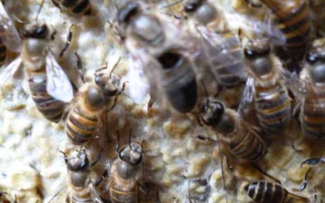 中蜂雙王群高效養殖技術