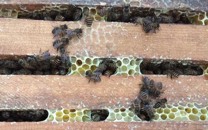 中蜂過(guò)箱后為什么跑了？