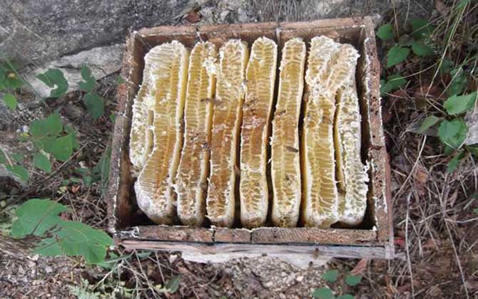 土養中蜂幾月份割蜜？