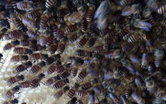 工蜂圍王有哪些“動機”？