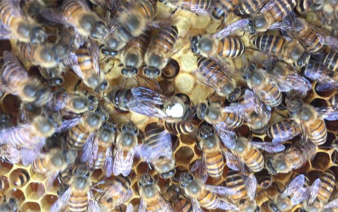 蜂王死了蜂群怎么補救？