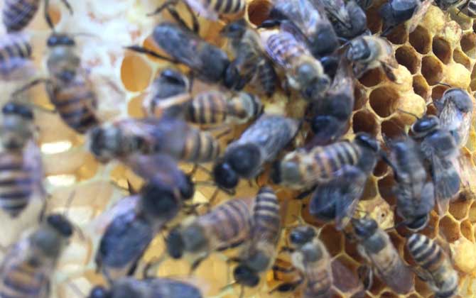 蜂群在什么時候會圍王？