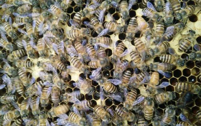 野蜜蜂怎么養它不會跑？