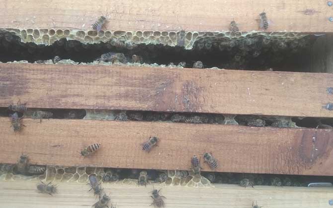 大蜂箱好還是小蜂箱好？