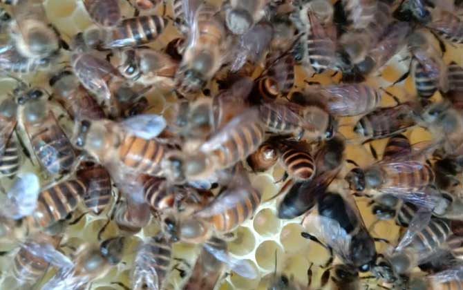 冬季養蜂什么時候關蜂王？