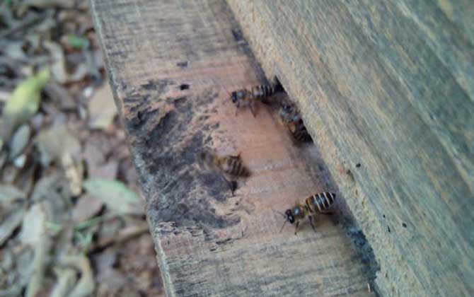 蜜蜂沖群是什么原因？