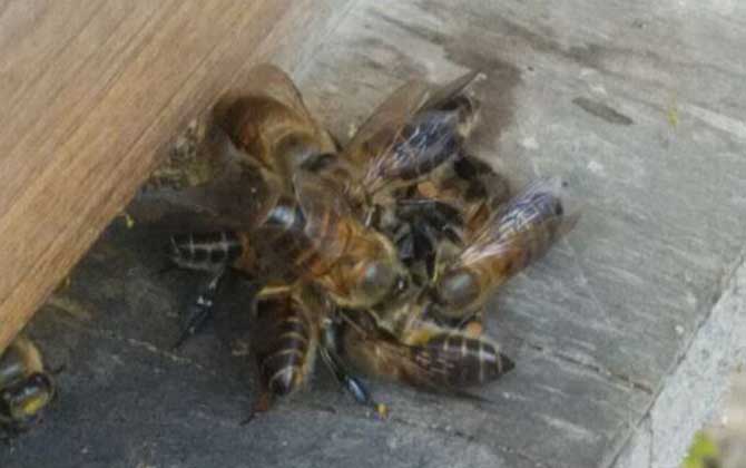 蜜蜂沖群是怎么回事？