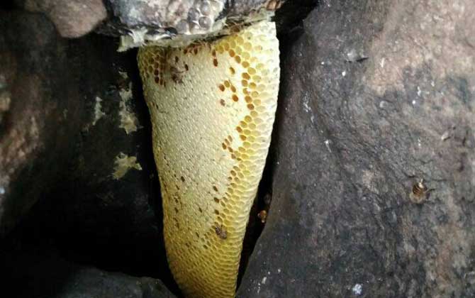 誘蜂洞挖好后怎么處理？