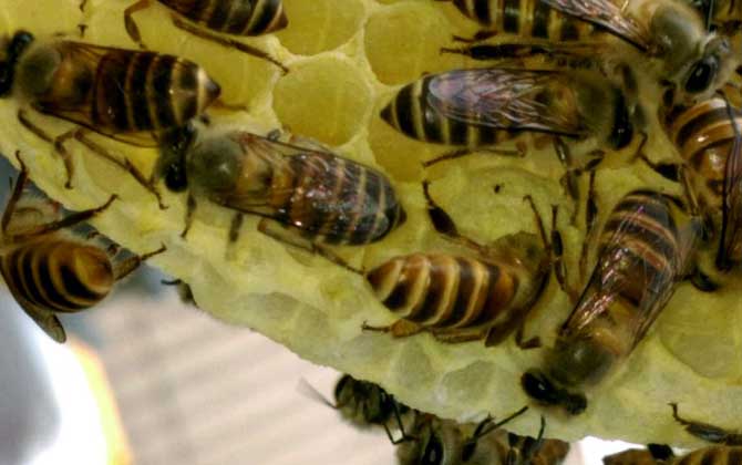 幾十只蜂的蛋群怎么辦？