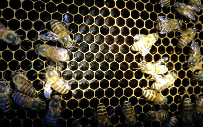 工蜂產卵20天怎么處理？