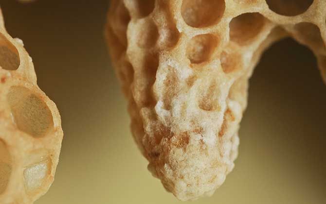 蜜蜂失王后怎樣造王臺？