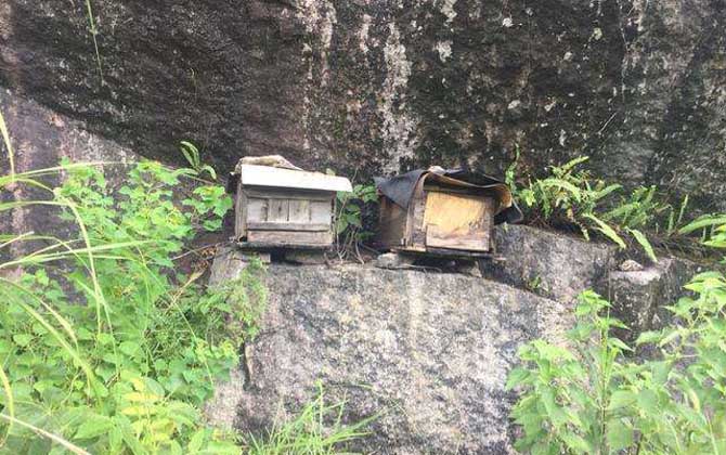 蜂蠟怎樣誘蜂效果最好？