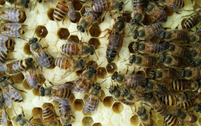 介王成功多久恢復產卵？