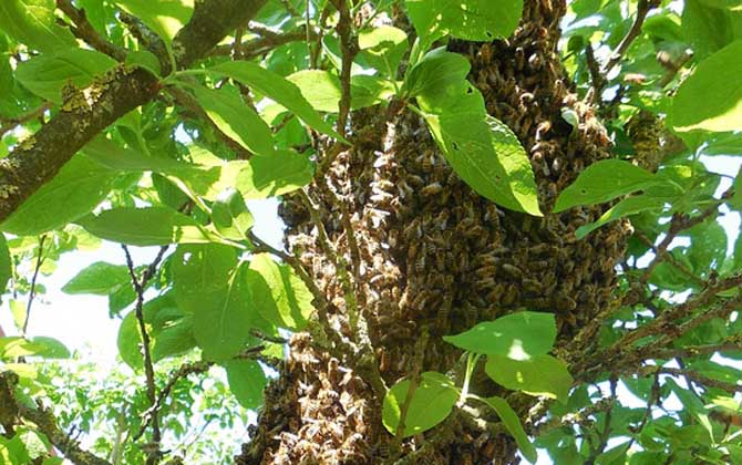 蜜蜂分家怎么收回來？