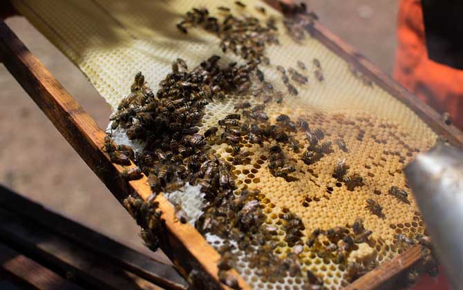 怎樣合并蜂群最安全？