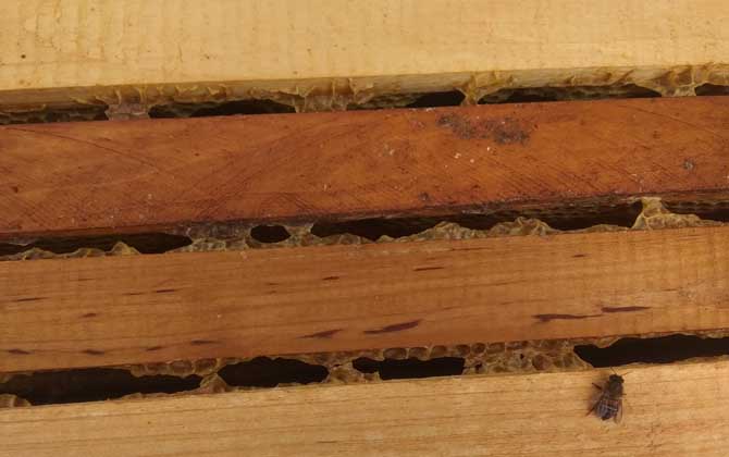 怎樣控制和消除分蜂熱？