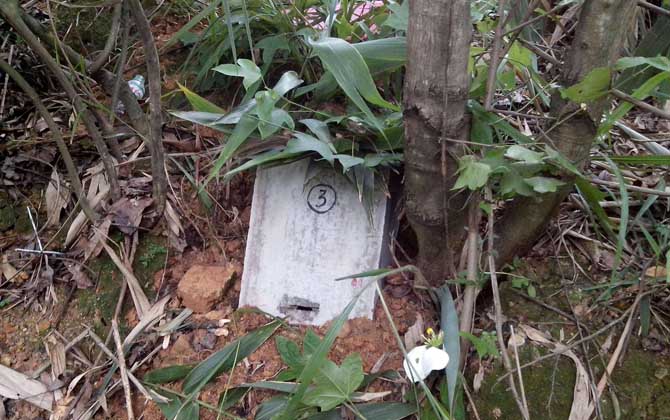 誘蜂箱來了十幾只蜂能誘到嗎？