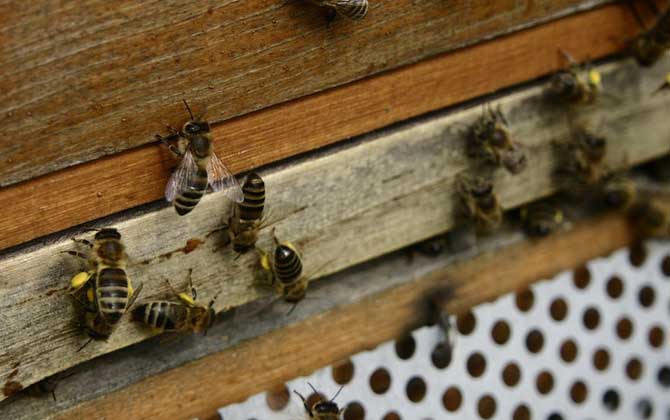 廣東蜜蜂秋繁什么時候開始？