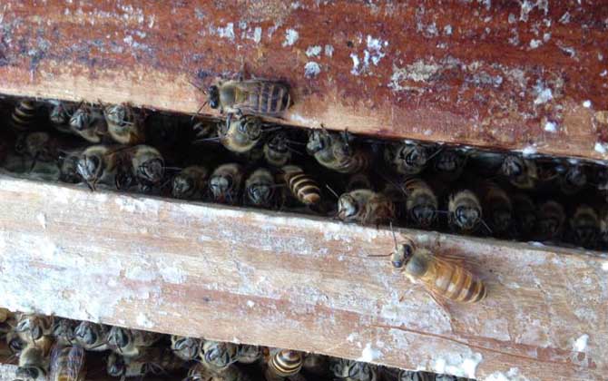 中蜂秋繁地區時間表及注意事項