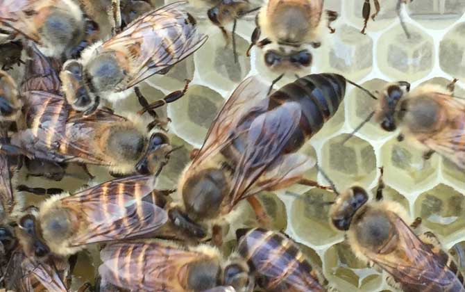 合并蜂群要不要囚王？