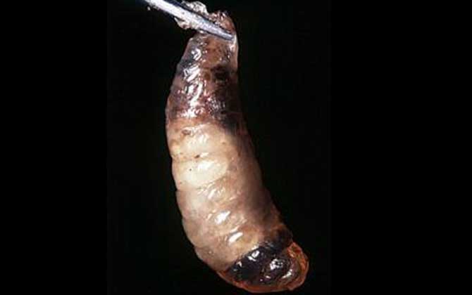 中華蜜蜂有哪常見(jiàn)病蟲(chóng)害？