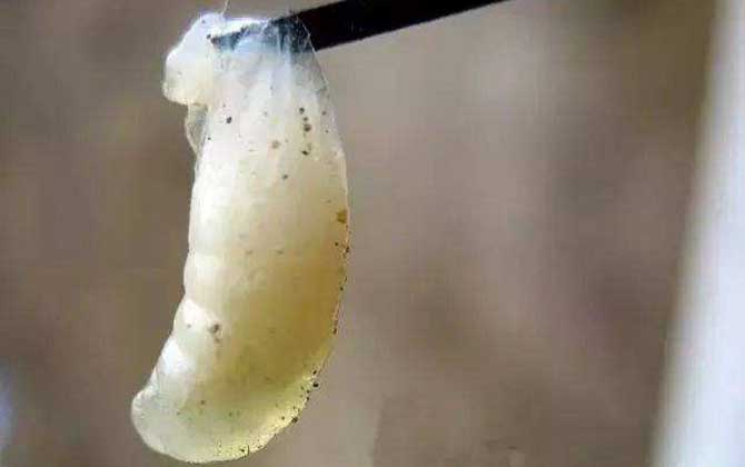 中蜂幼蟲(chóng)病用什么藥治療？