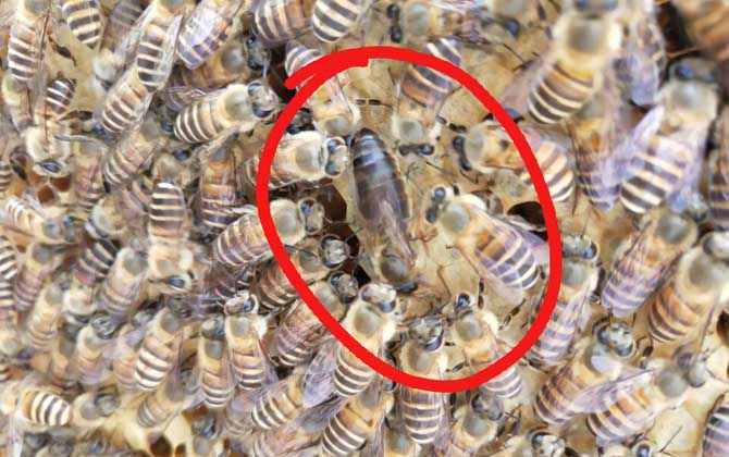 蜂王死了蜂群怎么辦？