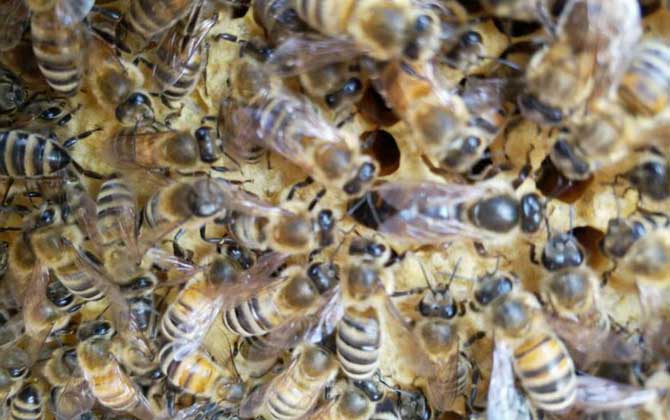 養中蜂還是養意蜂好？