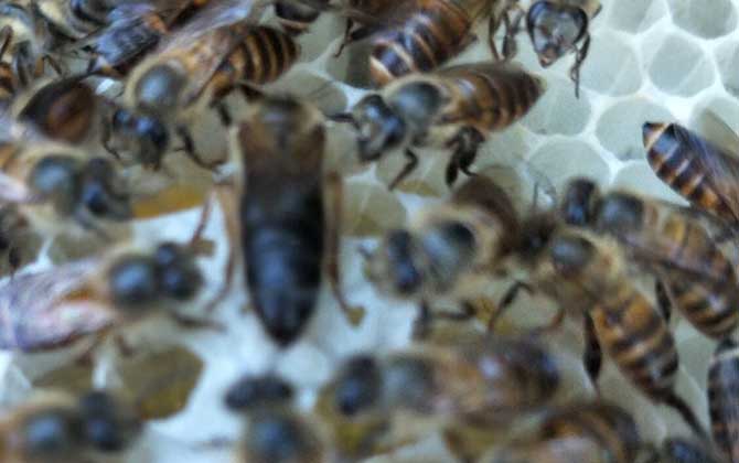 蜜蜂什么時(shí)候自然分蜂？