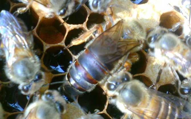 空蜂箱怎么引來(lái)野生蜜蜂？