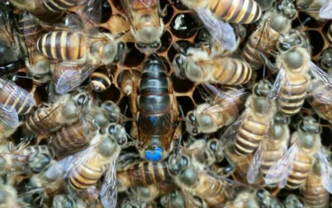 新收蜂群沒(méi)有蜂王怎么辦？