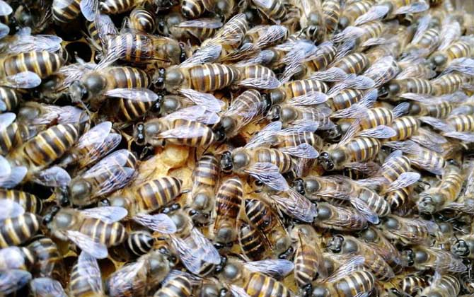 工蜂為什么會產卵？