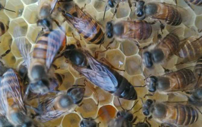 新手怎么給蜂群介入蜂王？