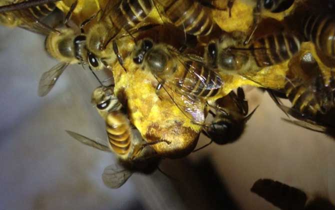 新手養蜂怎樣獲得蜂王？