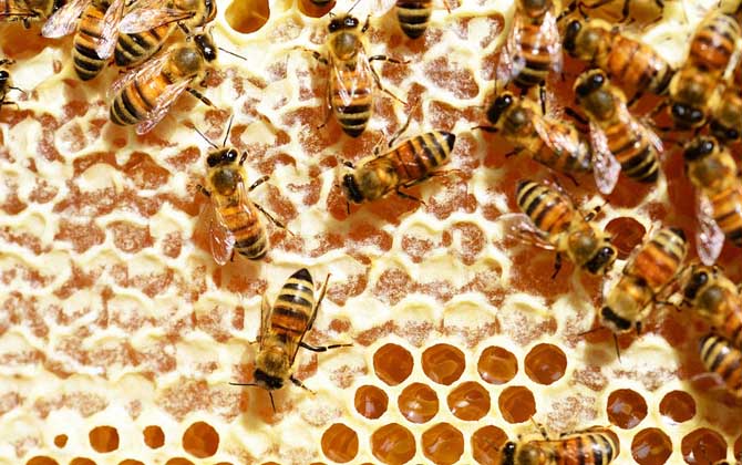 蜂巢熬水能治好鼻炎嗎？