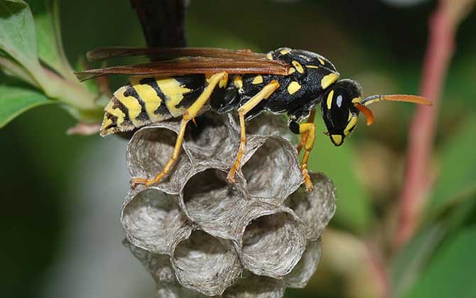 露蜂房壯陽是真的嗎？