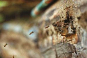 長(zhǎng)白山中蜂哪里能買到？