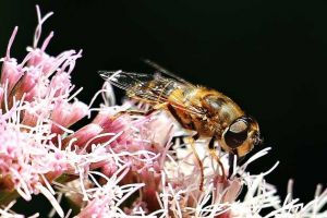 蜜蜂一生能采多少蜂蜜？