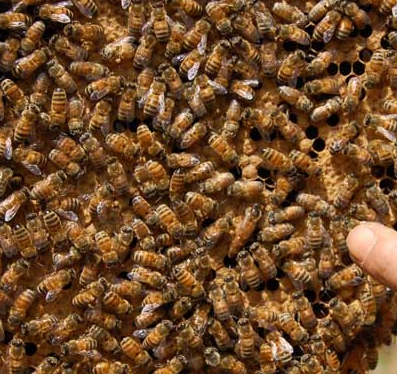 蜜蜂疾病觀察診斷技術